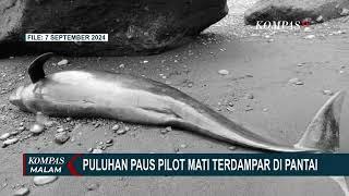 Viral di Media Sosial, Puluhan Paus Pilot Mati Terdampar di Pantai, Sebab Kematian Masih Diselidiki