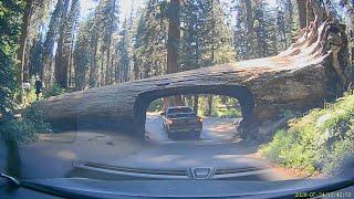 Tunnel Log at Crescent Meadow Rd, Sequoia National Park