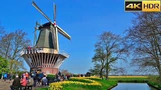 Keukenhof NetherlandsTulip GardensVirtual Walk Full Tour of Keukenhof [4K HDR]