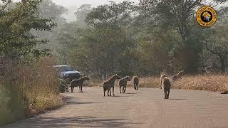 Spotted On The Road: Hyena Clan Meet Up!