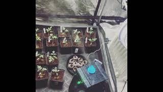 Plants in Grow Tent