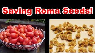 Saving Roma Tomato Seeds For Next Year