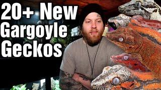 I Took Over A $20,000 Gecko Collection, The Reason Why Is Heartbreaking..