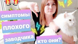 Симптомы плохого заводчика. Заводчики кошек. Жизнь с мейн-кунами