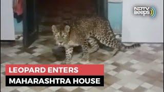 Viral Video: Leopard Enters Maharashtra House, Roams Around