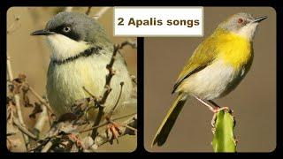 2 APALIS CALLS AND DUETS;  Bar-throated Apalis and Yellow-breasted Apalis