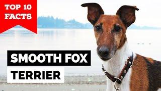 Smooth Fox Terrier - Top 10 Facts