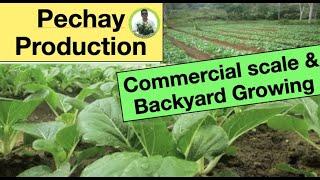 How to grow pechay: commercial scale & backyard growing. Pechay na pang-negosyo at pang-konsumo.