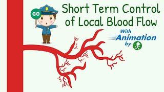 Short Term Control of Local Blood Flow | Circulatory System Physiology Animation