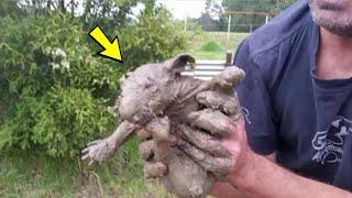Люди нашли на обочине грязного зверька, через неделю их ждал сюрприз!