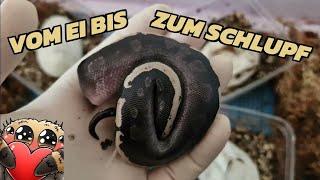 Königspythons (Python regius) vom Ei bis zum Schlupf  - aus der Verpaarung: BEL x GHI