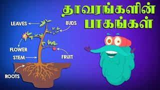 தாவரங்களின் பாகங்கள் | Parts Of Plants | Dr.Binocs Tamil | Best Learning Videos For Kids