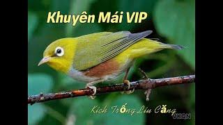 Khuyên mái Vip kích trống líu căng