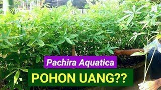 Money Tree ~ Pachira Aquatica, Myth???