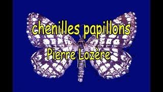 Chenilles papillons  de Pierre Lozère