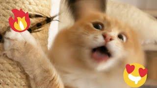  Funniest Cats and Dogs Videos  ||  Hilarious Animal Compilation №437