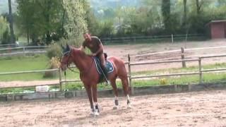 Horse Training Channel - The neck extension -Ars Equitandi