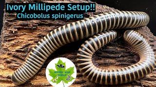 Ivory Millipede care! The EASY WAY!!