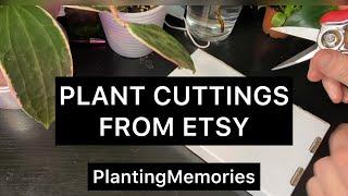 PLANT CUTTINGS | Etsy plant shopping