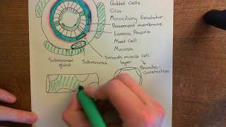 Phosphodiesterase Inhibitors to Treat Asthma Part 1