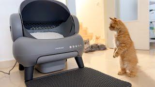 Funny Cats Reaction to New Neakasa M1 Automatic Litter Box!