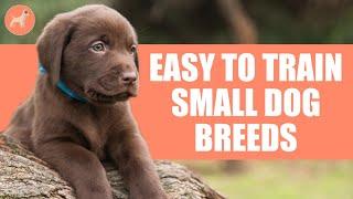 TOP & Best 10 Easy to Train Small Dog Breeds