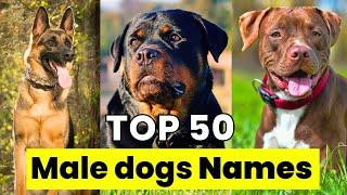 Male Dogs Names | Top 50 Male Dogs Names | Unique Male Dogs Names