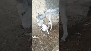 Dog Fight & Donkey Fight  | Dog & Donkey Playing With Each Other  | Dog & Donkey Funny Video