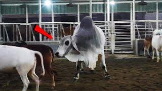 Biggest cow in bangladesh 2021 | Biggest Qurbani Cow Collection Sadeeq Agro for 2021