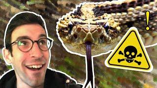 LE PIRE SERPENT AMÉRICAIN - Max Bird Safari #6