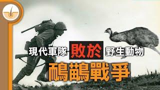 現代軍隊向野生動物宣戰但卻慘敗的戰役 - 鴯鶓戰爭 (繁中字幕)