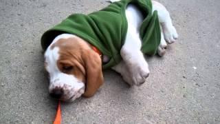 Basset Puppy First Walk