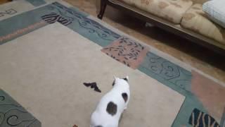 cat catches bat in the air