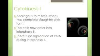 Meiosis powerpoint