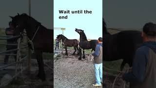 funny Goat watches Friesian horses have sex