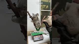 How to weigh the koalas #cute