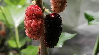 Worlds Best Mulberry - Taste Test!