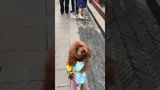 This dog walks around like a human 