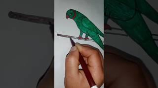 beautiful parrot drawing.  real drawing of parrot #birds #design #drawing #foryou #parrotdrawing