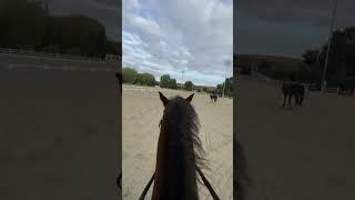 #horse #equestrian #лошадь #конкур #showjumping #лошади #коні #конныйспорт #horseriding #horselover