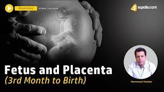 Fetus and Placenta | 3rd Month to Birth | Embryology Lecture | V-Learning | sqadia.com