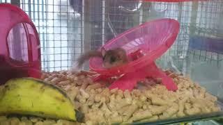 DORMOUSE - Chuột Sóc nhỏ nhất thế giới tại Ú Ù PETSHOP