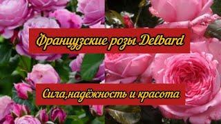 Розы Delbard Dieter Muller, La Rose de Molinard . Полная характеристика Рекомендую всем.