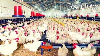 How Poultry Farm Make Million Eggs And Meat | Inside Modern Chickens Farm | Poultry Farm Technology