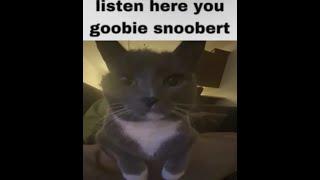 Plethora of Discord Cat Memes v19