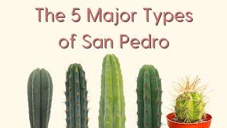 The 5 Major Types of San Pedro Cactus [A Trichocereus Field Guide]