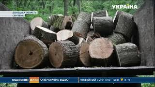 Близько 3 тон дубу намагалися вивезти "чорні лісоруби" на Донеччині