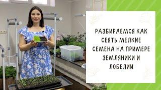 ТОНКОСТИ РАБОТЫ С МЕЛКИМИ СЕМЕНАМИ!