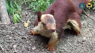 Indian Giant Squirrel rescued and released | RESQ CT, Pune 2023