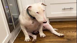 English Bull Terrier are Awesome! Funny and Cute Dog Videos 